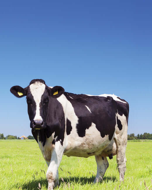 Why There Are No Gums or Thickeners in Our Protein