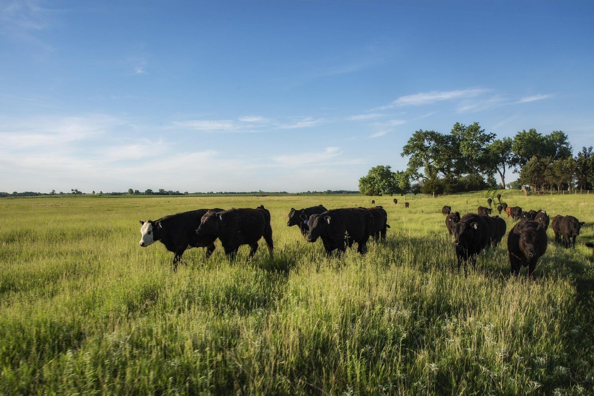 Dairy cattle grazing in a pasture, the source of the milk used to make whey protein.